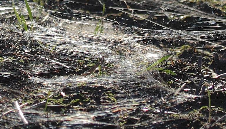 Polyamid-Fallout auf Wiese in Bad Oeynhausen